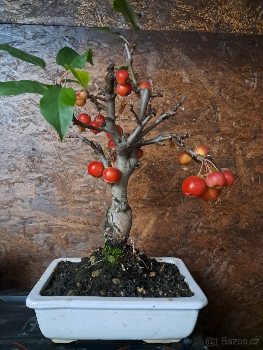 Bonsaj,bonsai Jabloň - 3