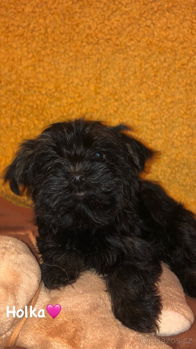 Jorkšírský teriér bez PP - 3