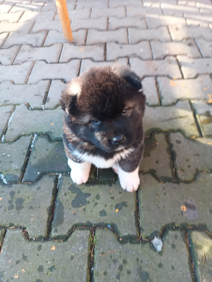 Americká Akita - 3