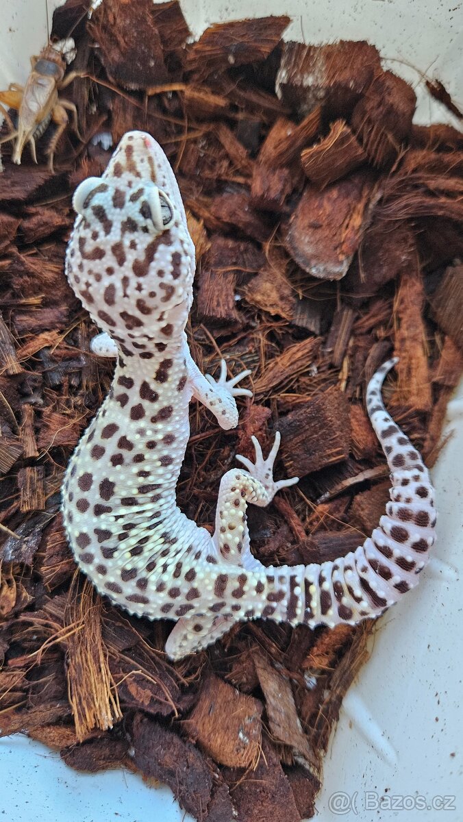 Gekončik noční samičky... - 3