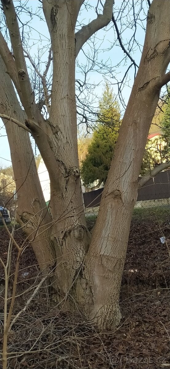 Kmeny Ořechů na fošny - 3