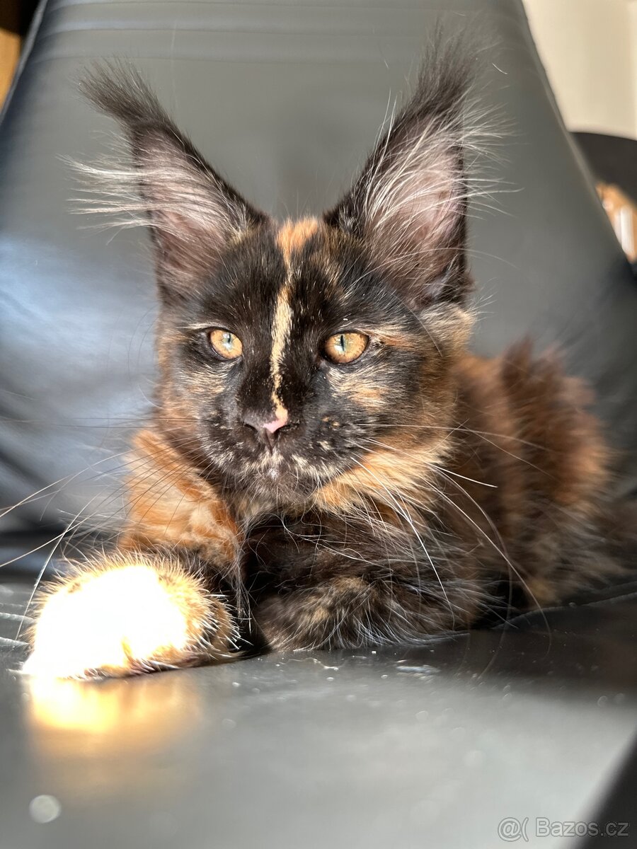 Mainská mývalí s PP - 3