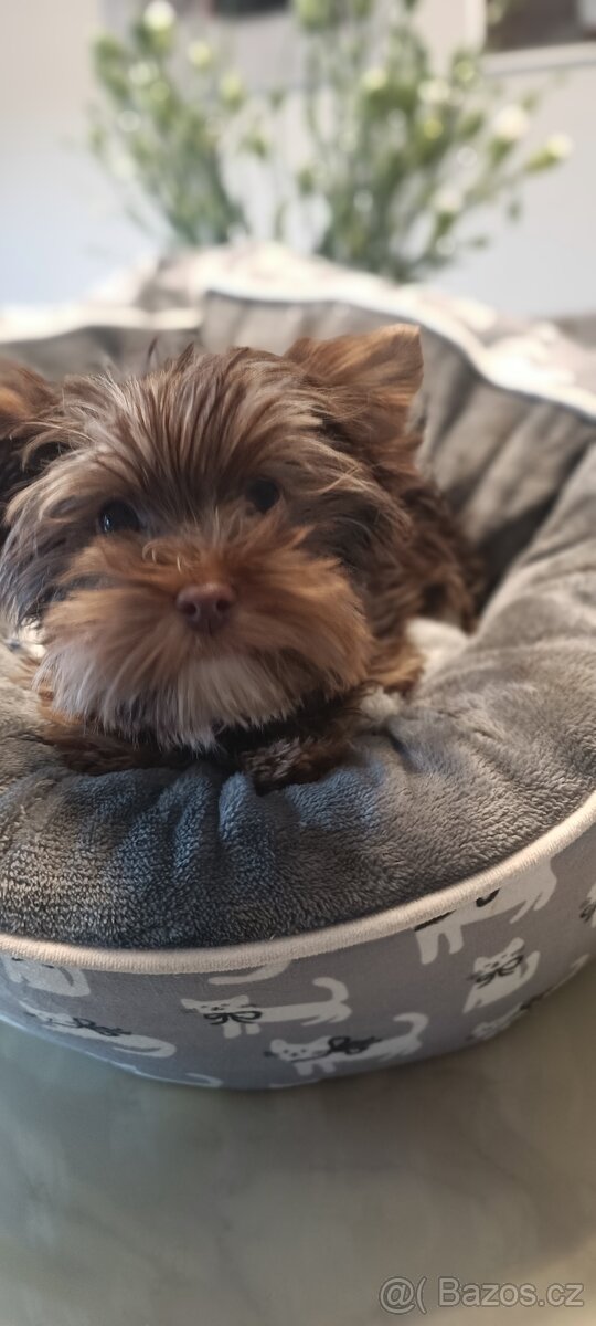 Jorkširský teriér - 3