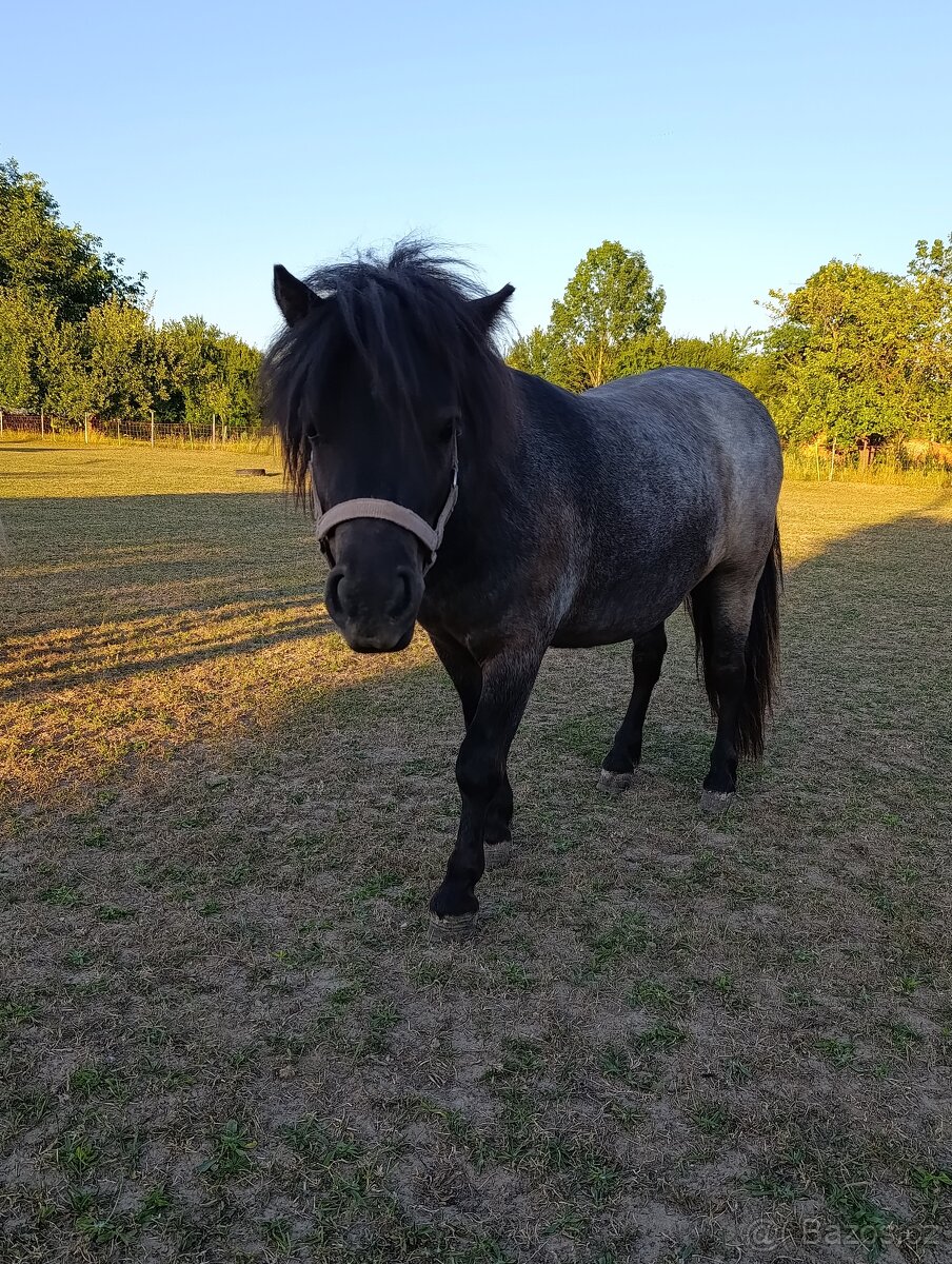 Shetland pony - 3