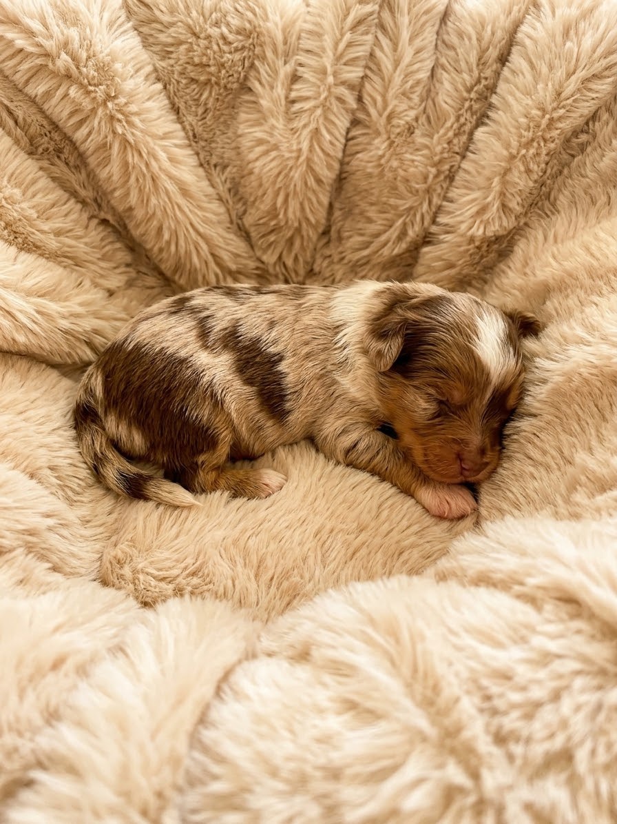 Jorkšírský teriér s PP - Yorkshire terrier - 3