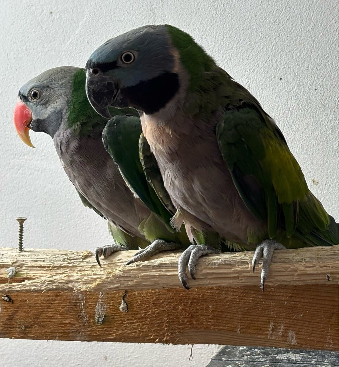 Pár Alexandr Čínsky - 3