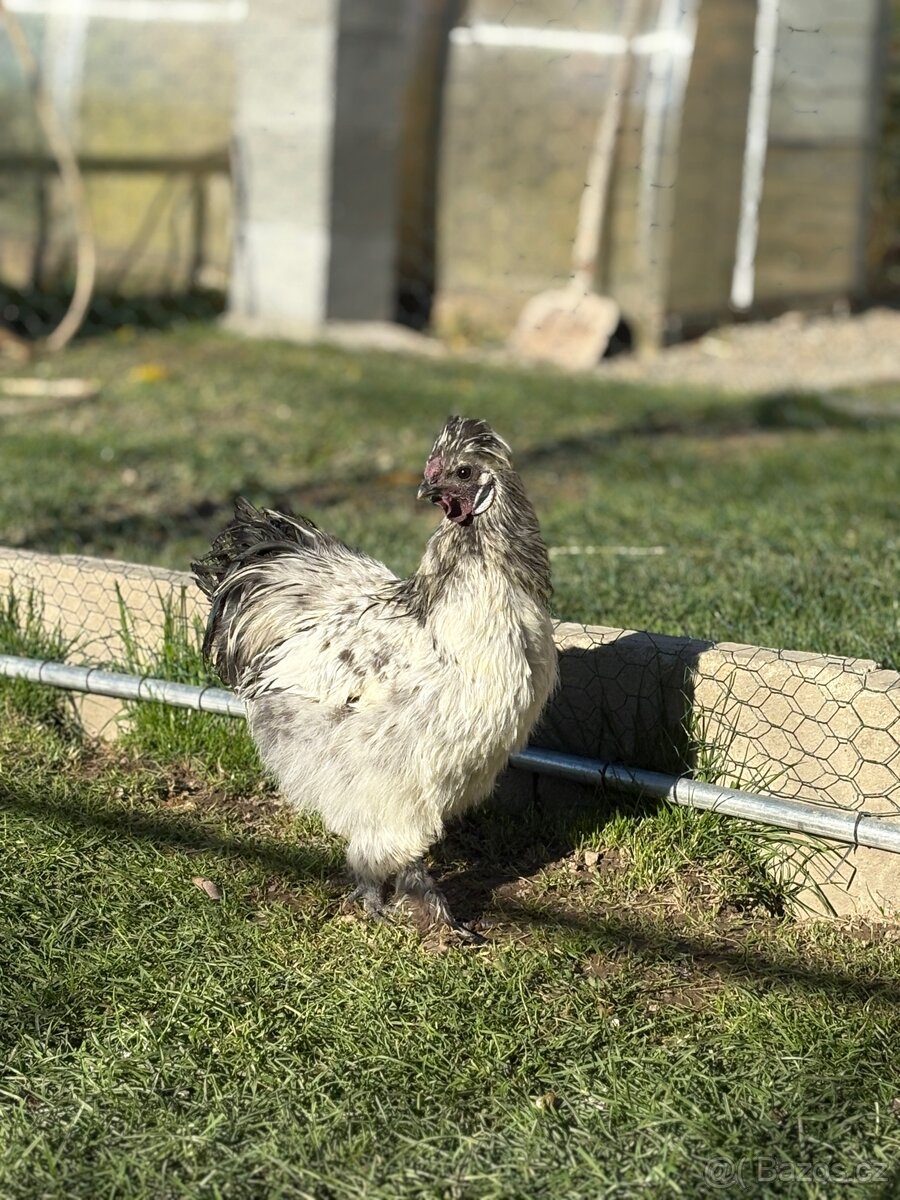 Kohouti hedvábnicky a Pavlovka - 3