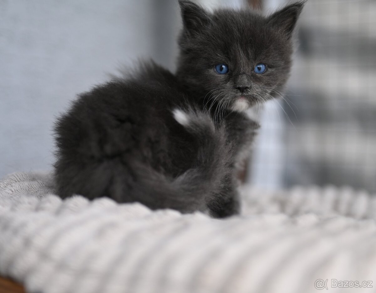 Mainská mývalí - maine coon - MCO - modrooký kocourek - 3