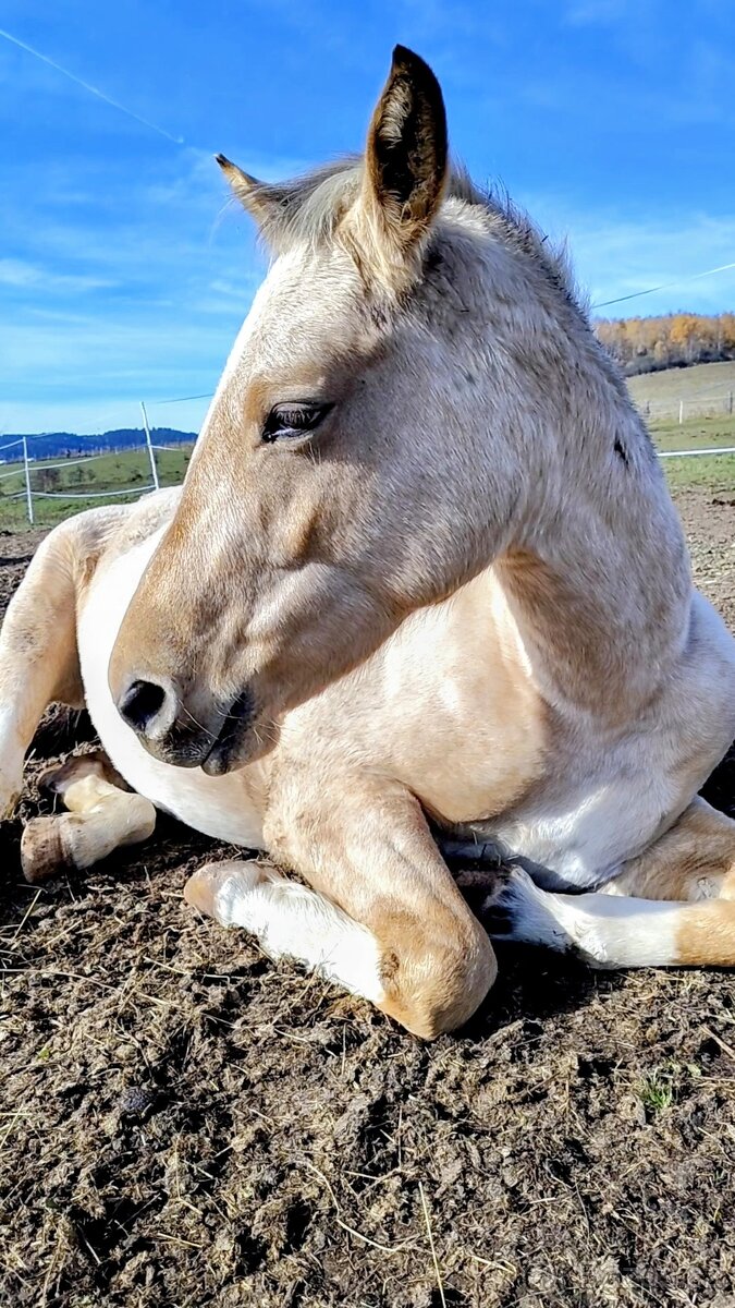 Klisna APH / APPA (rezervace do 23.11.) - 3