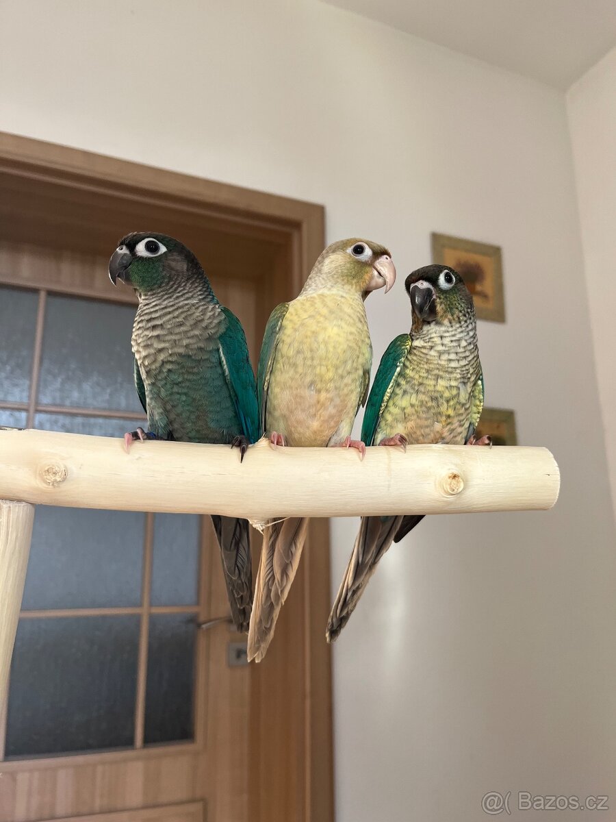 Ručně dokrmená mláďata - pyrura zelenolící - 3