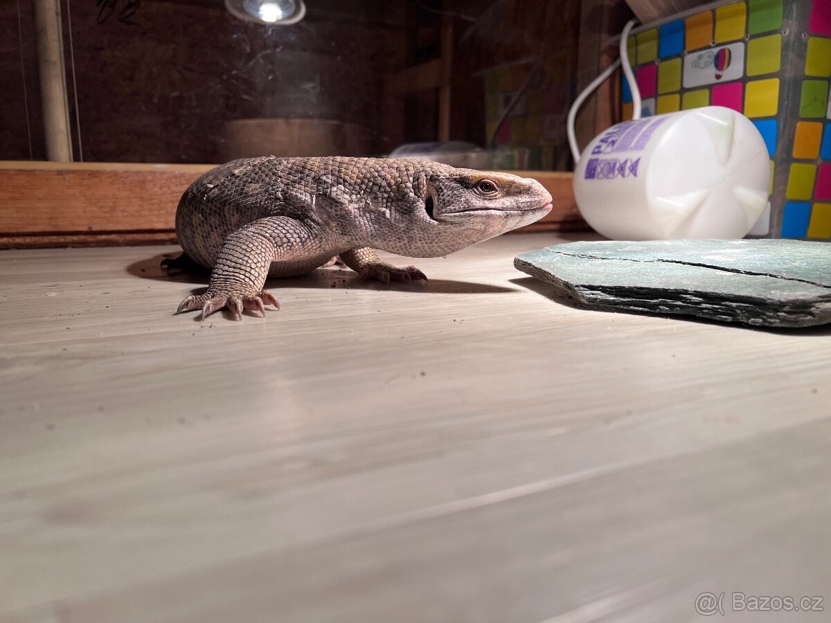 Varan stepní, Varanus exanthematicus - 3