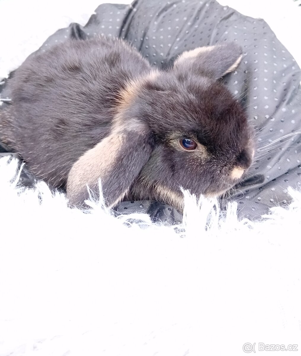 Zakrslý králíček beranek D4 - 3