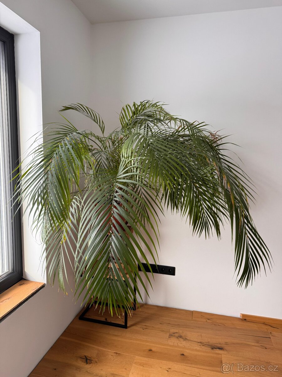 Velká Palma Areca, stáří 17 let - 3