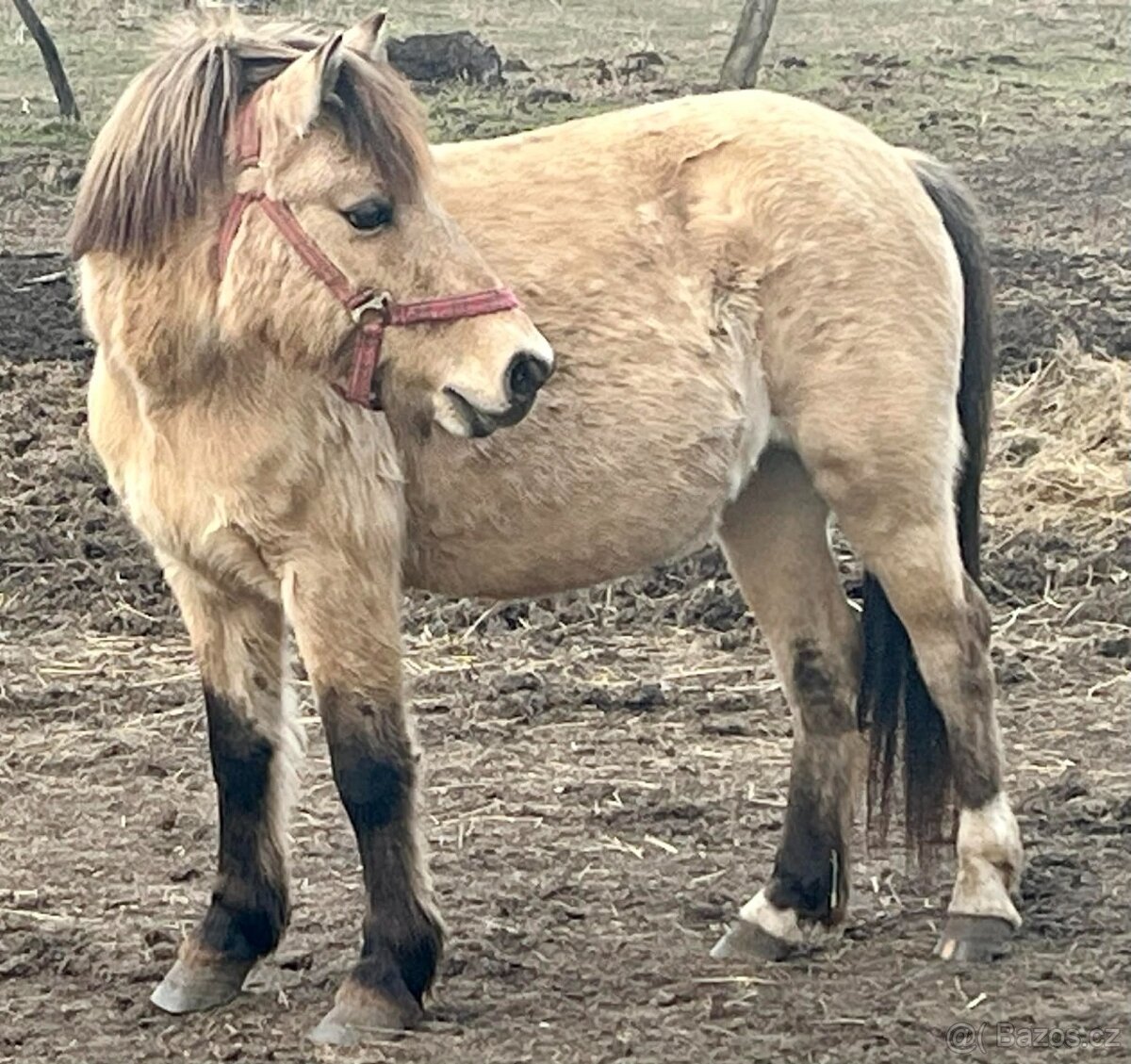 Pony - 3
