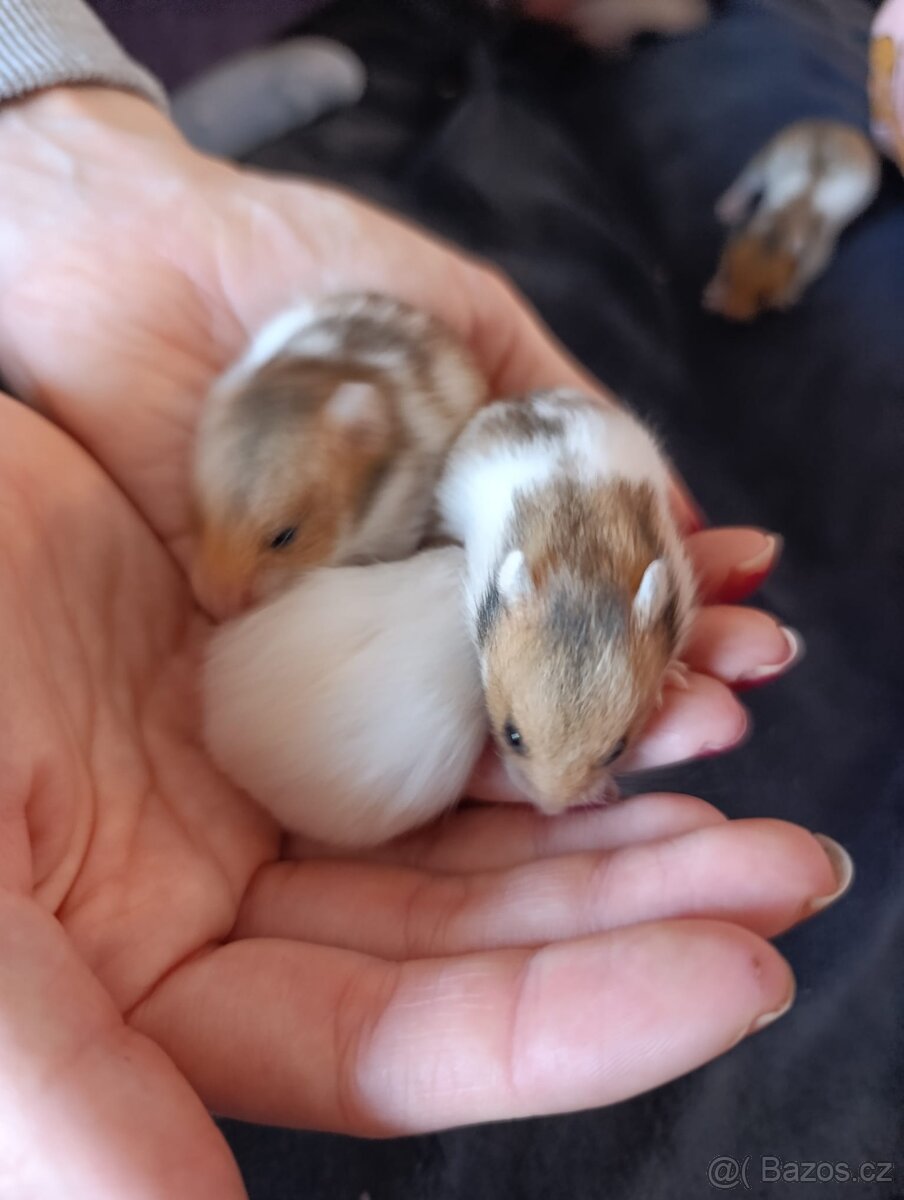 Křeček syrský - 3