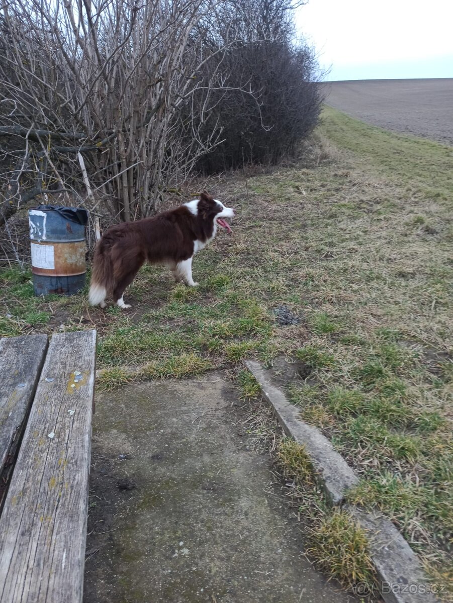 Border kolie ke krytí bez PP - 3