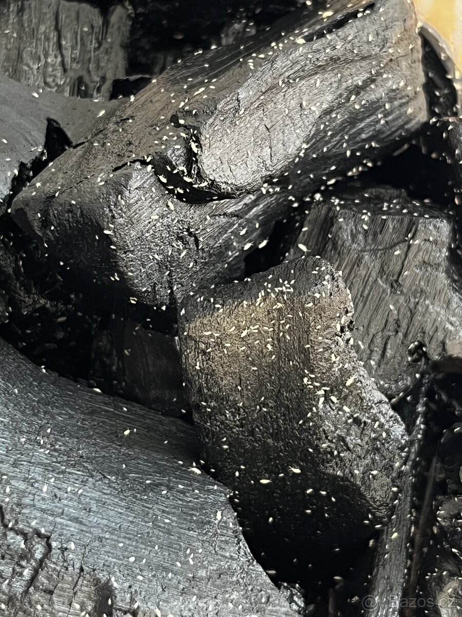 Chvostoskoci (Springtails) aktivní násada - 3