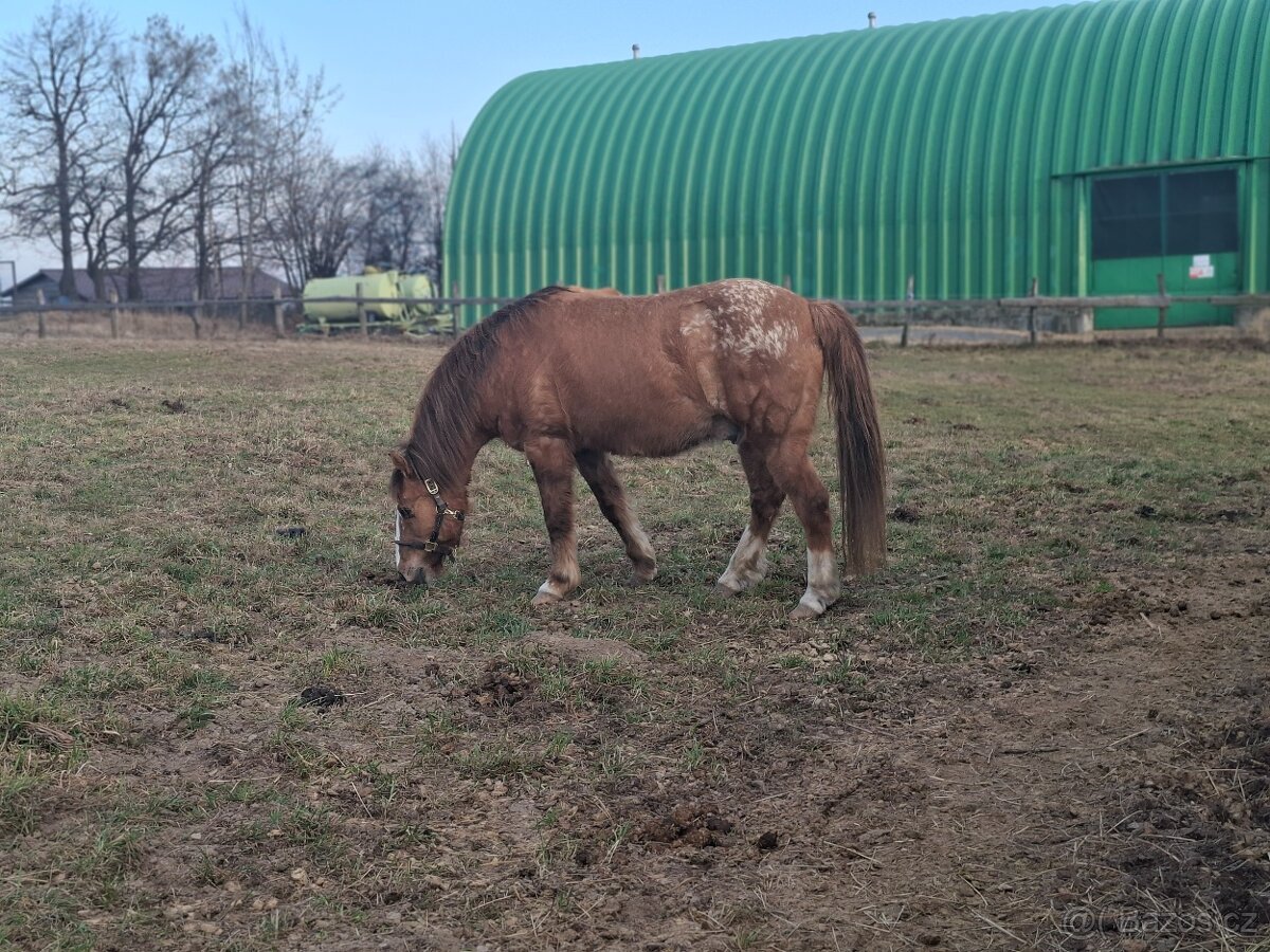 Valach společník 🐴🥕 - 3