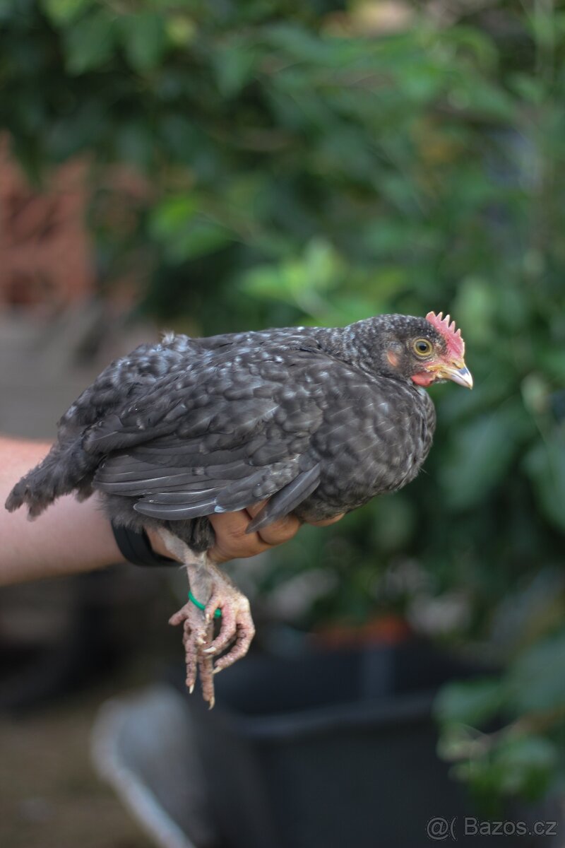 Kohouti 1,5 měsíce (marans X legbar ) - 3