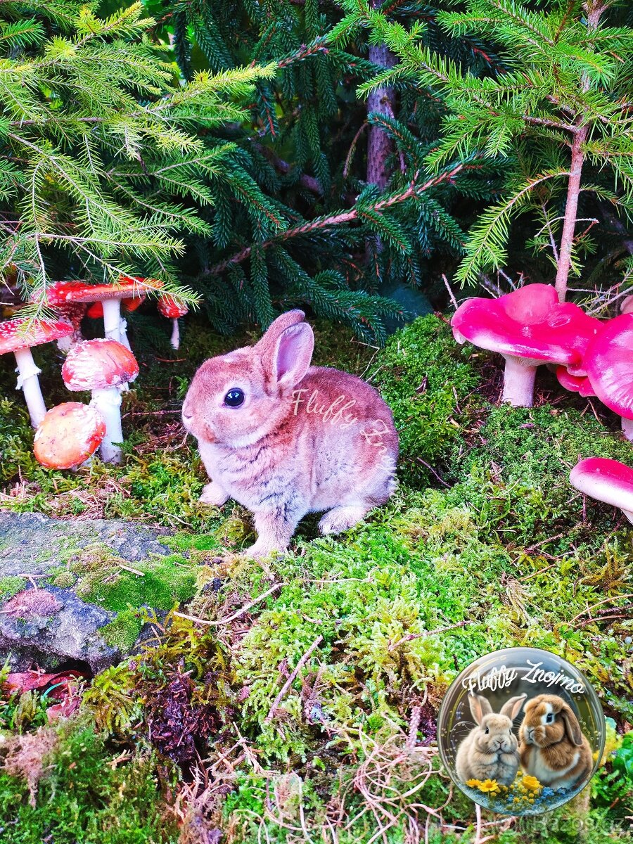 zakrslí králíčci Znojmo k odběru v prosinci - 3