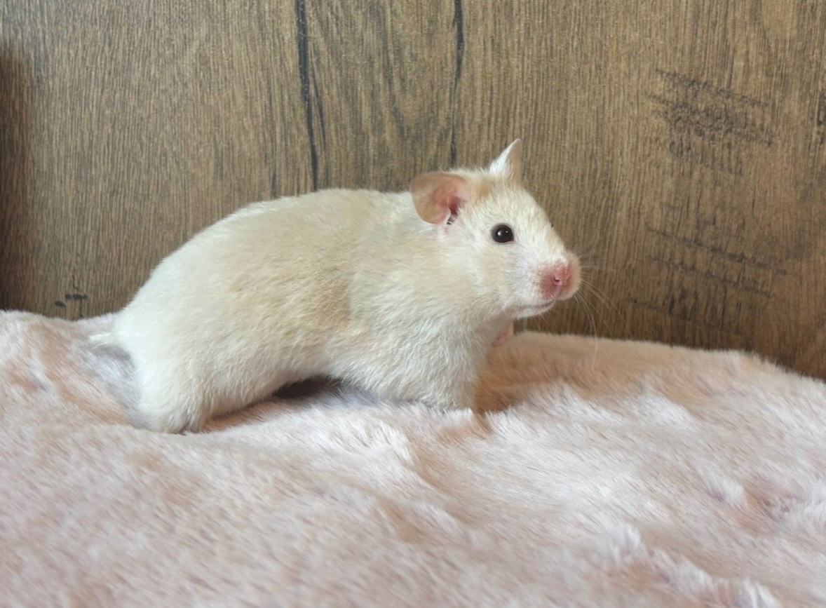 Křeček syrský/ zlatý - 3