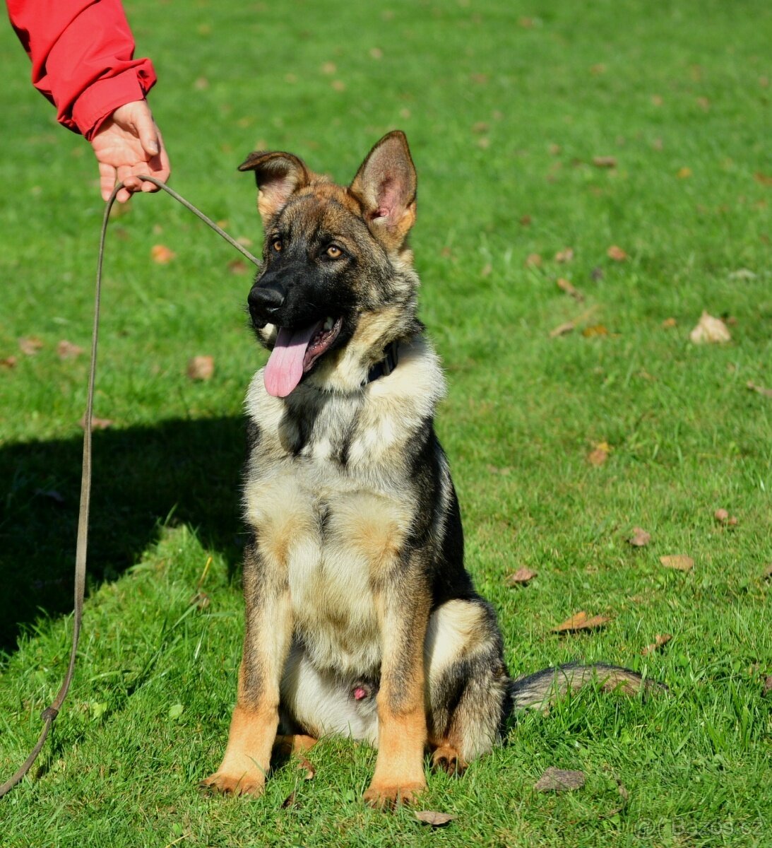 Německý ovčák-štěňata - 3