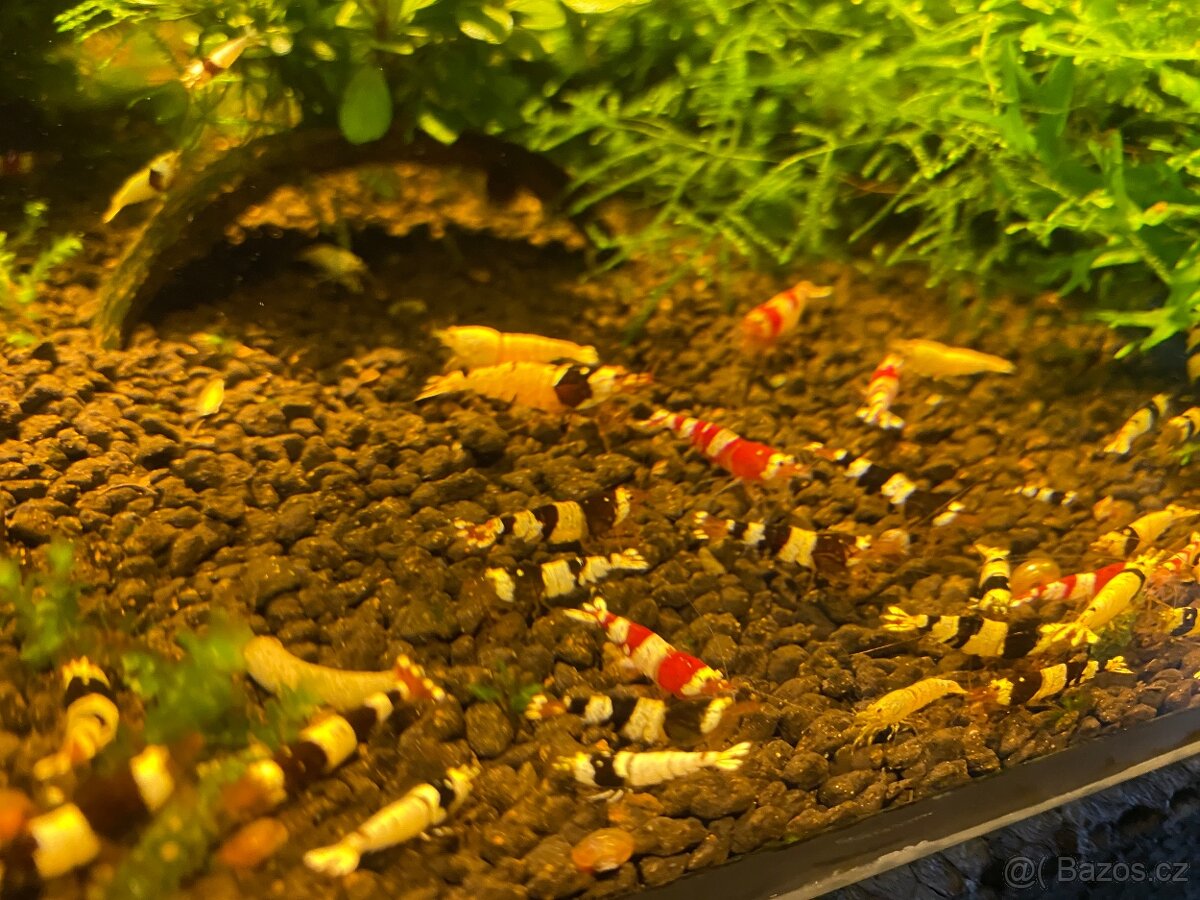 Red & black crystal - 3