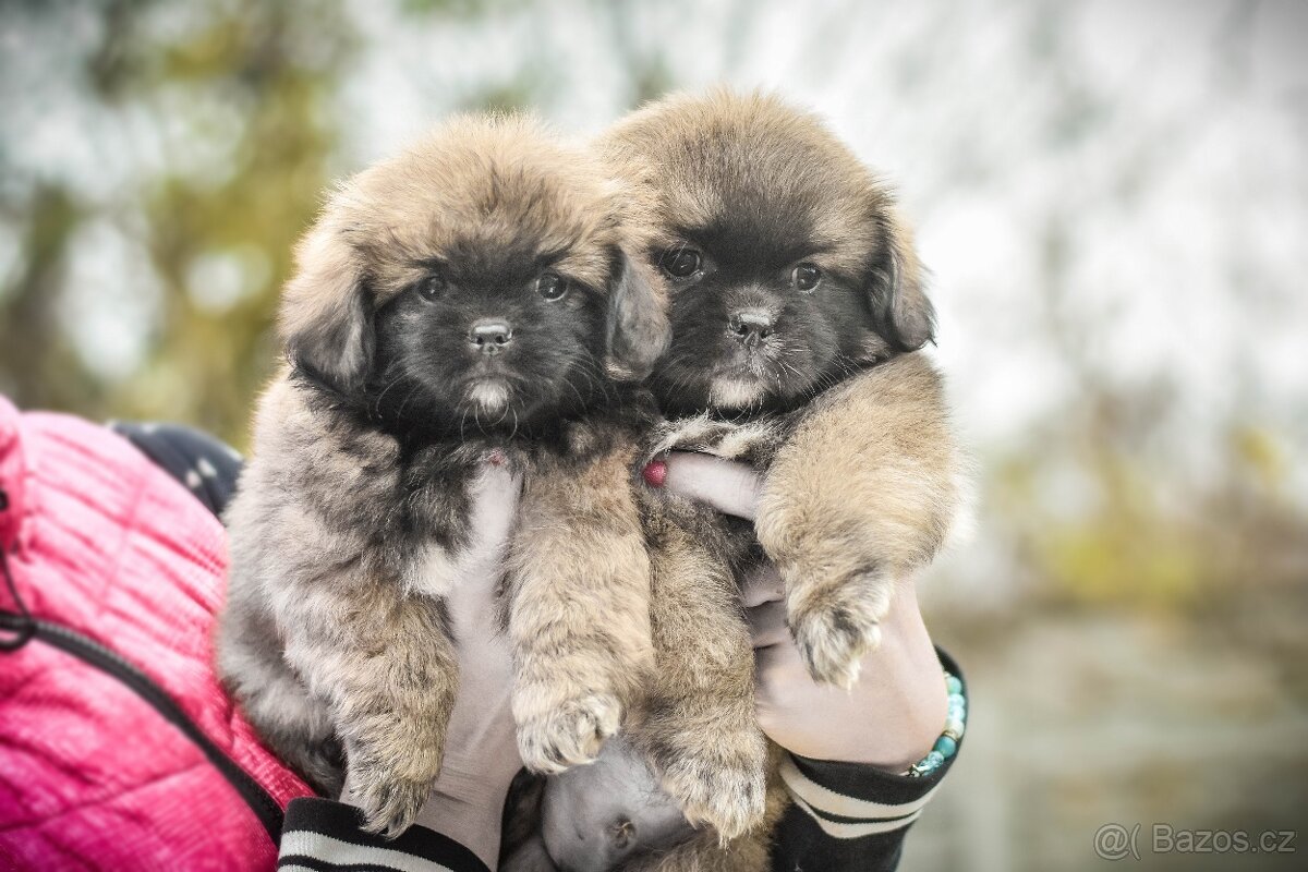 Tibetský španěl - štěňátka s PP - 3