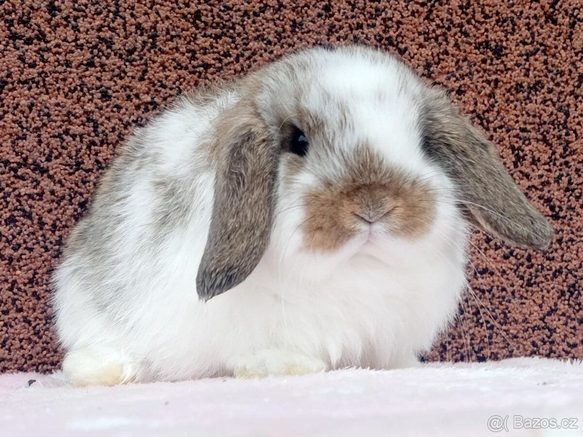 ★MiniLop Králíčci s odběrem na Vánoce ★ - 3