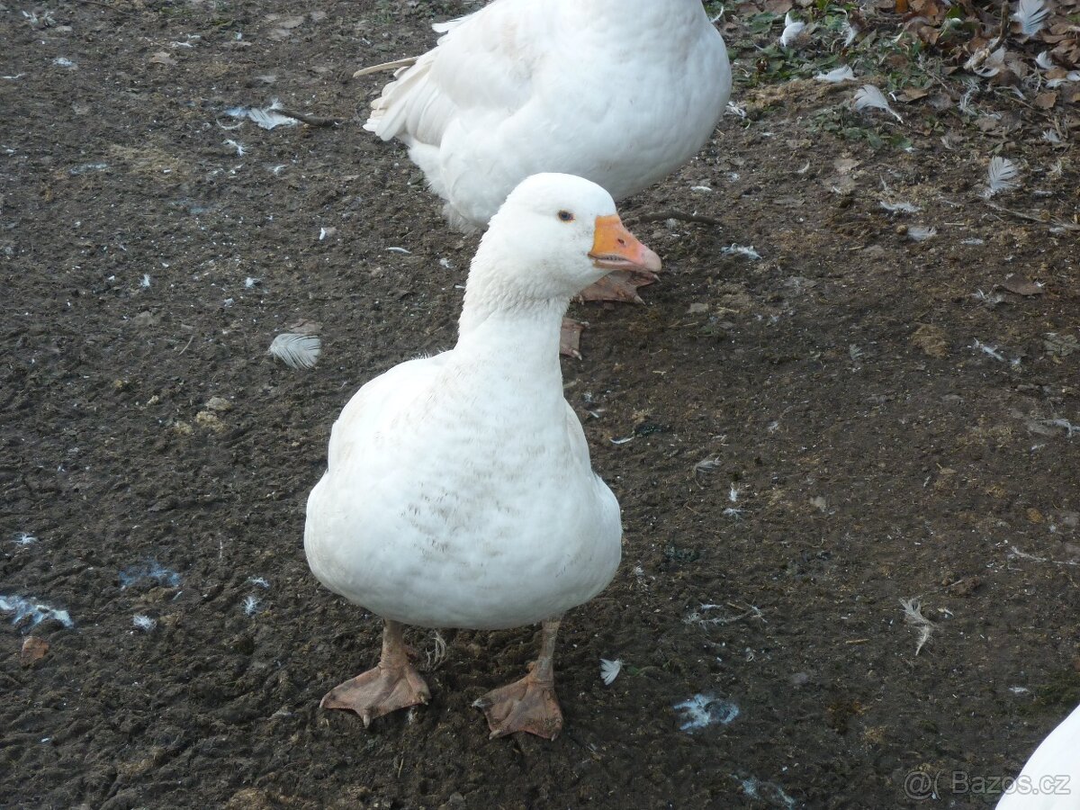 HUSA česká-houser - 3