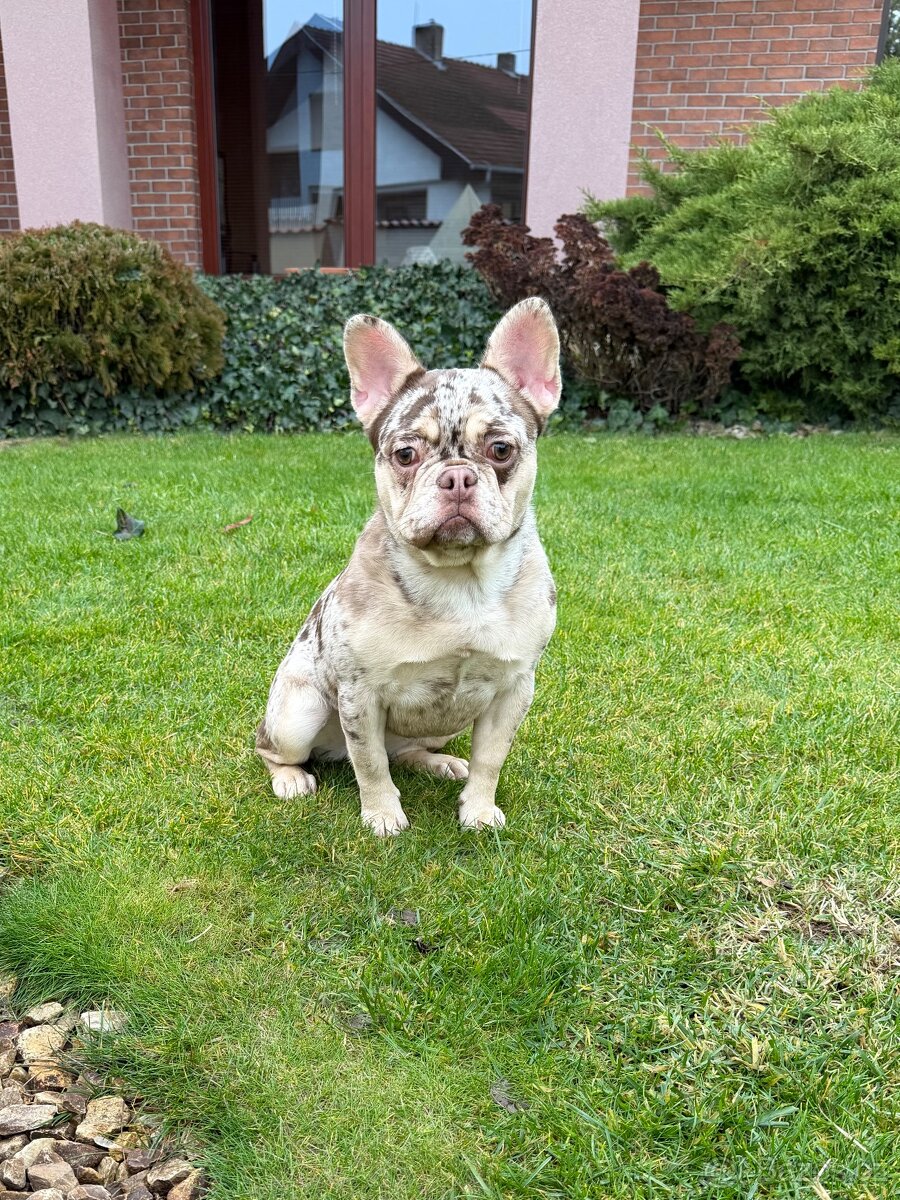 Francouzsky buldoček rojo tan merle fenka - 3