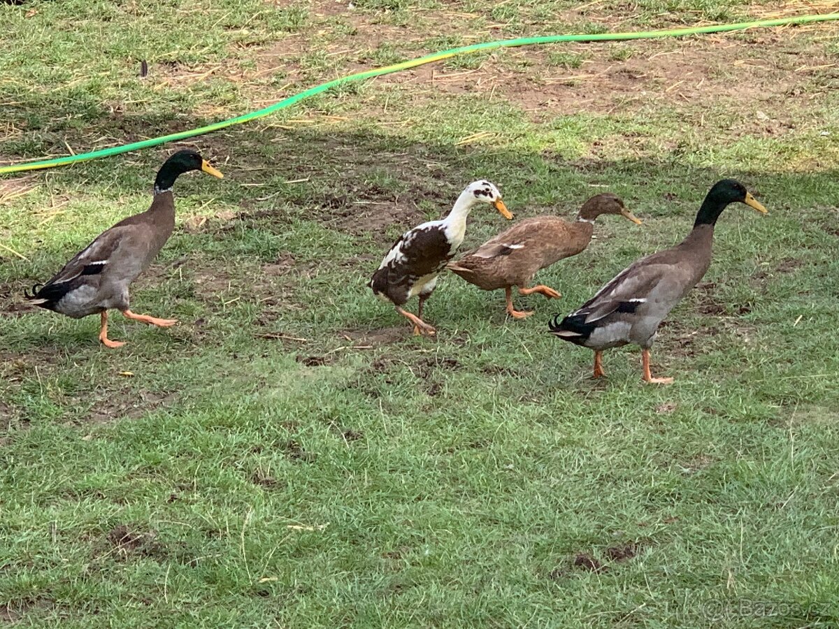 Indičtí běžci - 3