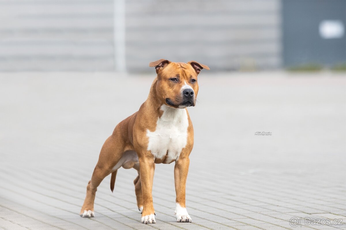 Štěně americký stafordšírský teriér s pp - 3