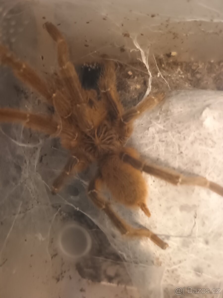 Pterinochilus murinus 2,3 - 3