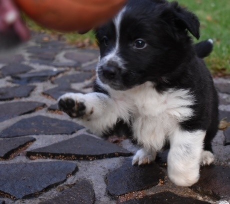 Border kolie - 3