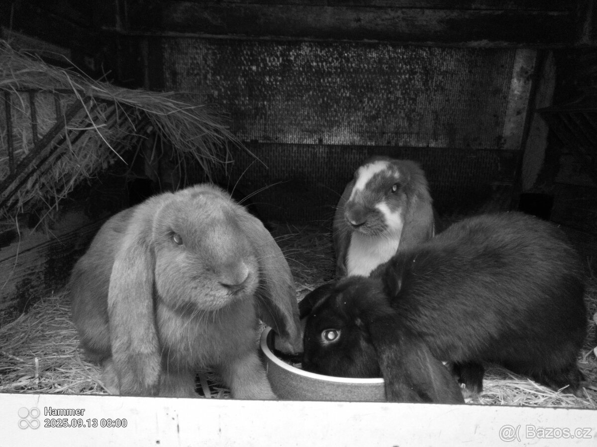 Francouzský beran - 3