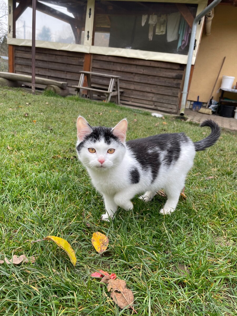 Darujeme koťata - 3