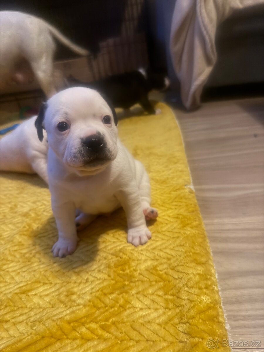 Stafordšírský bulteriér s Pp - 3