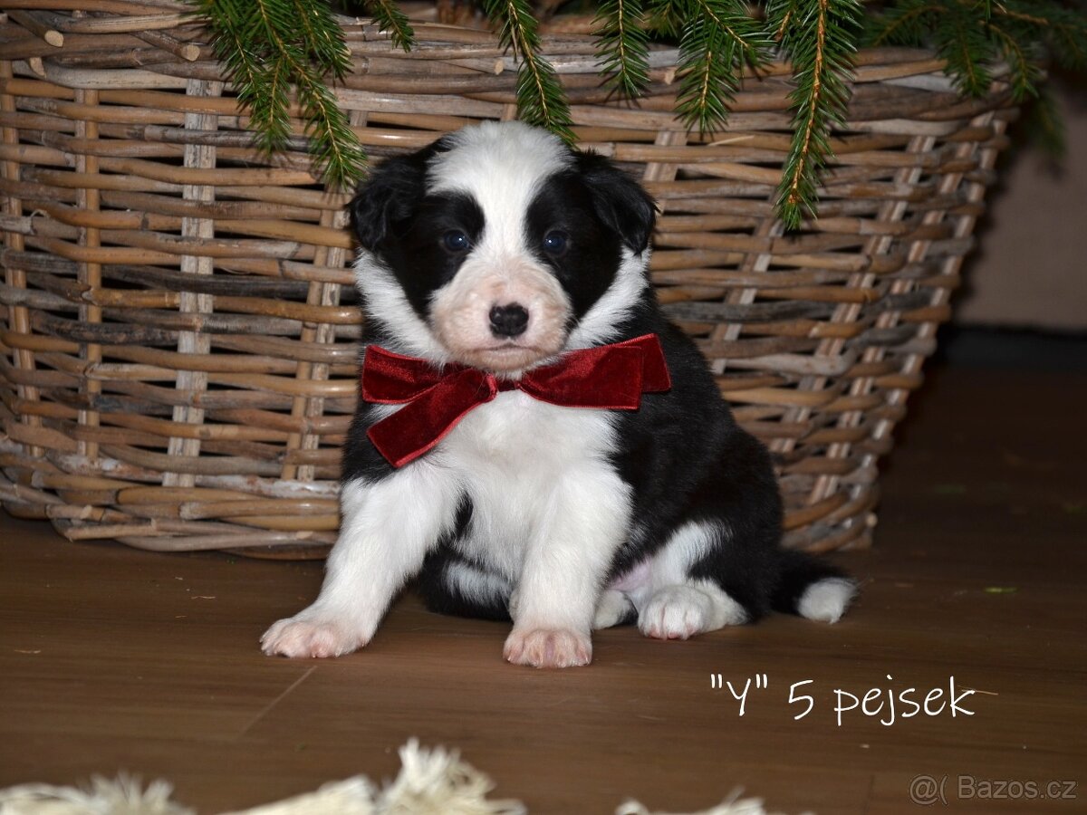 Pejsci border kolie - 3