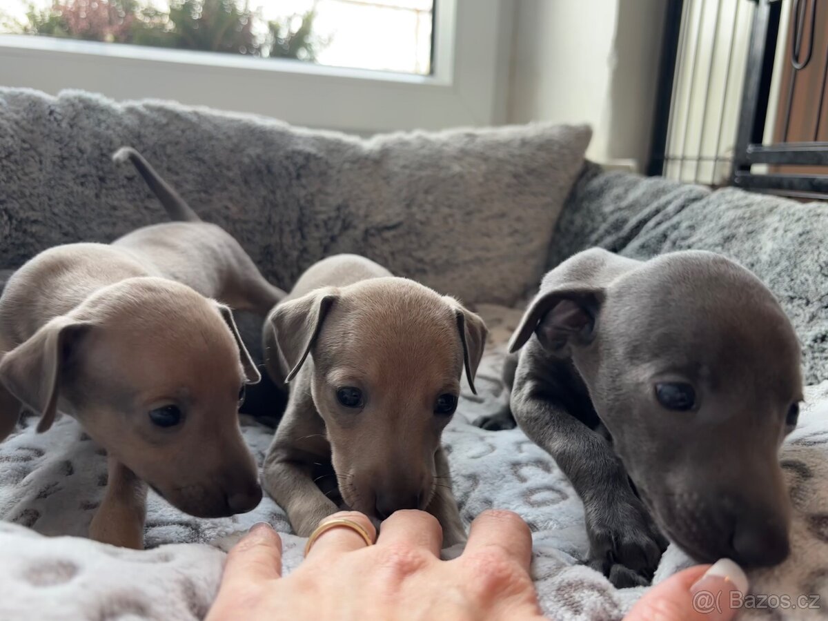 Štěňátka Italského chrtíka s PP - 3
