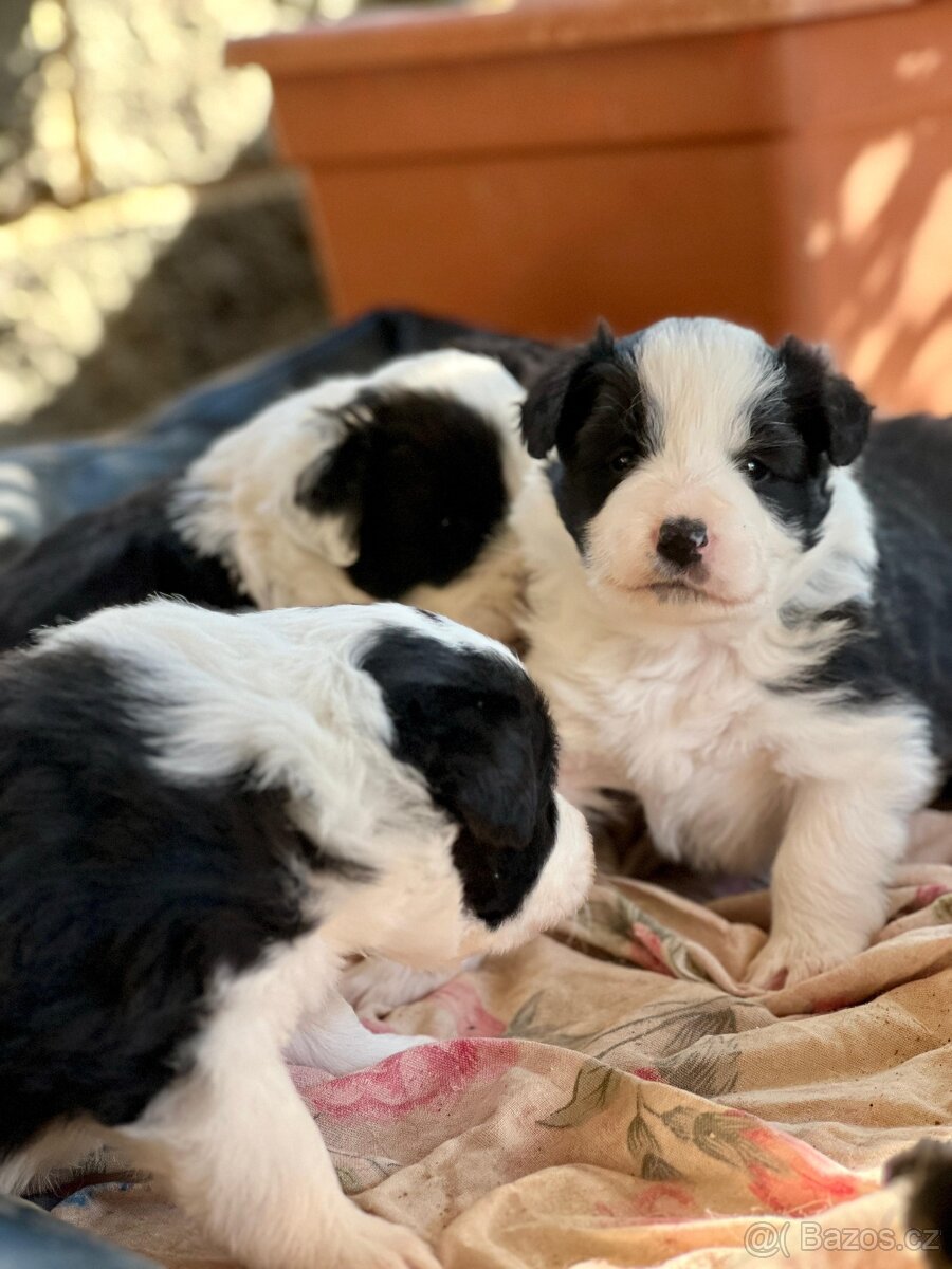 Top štěňata Border kolie s PP - 3