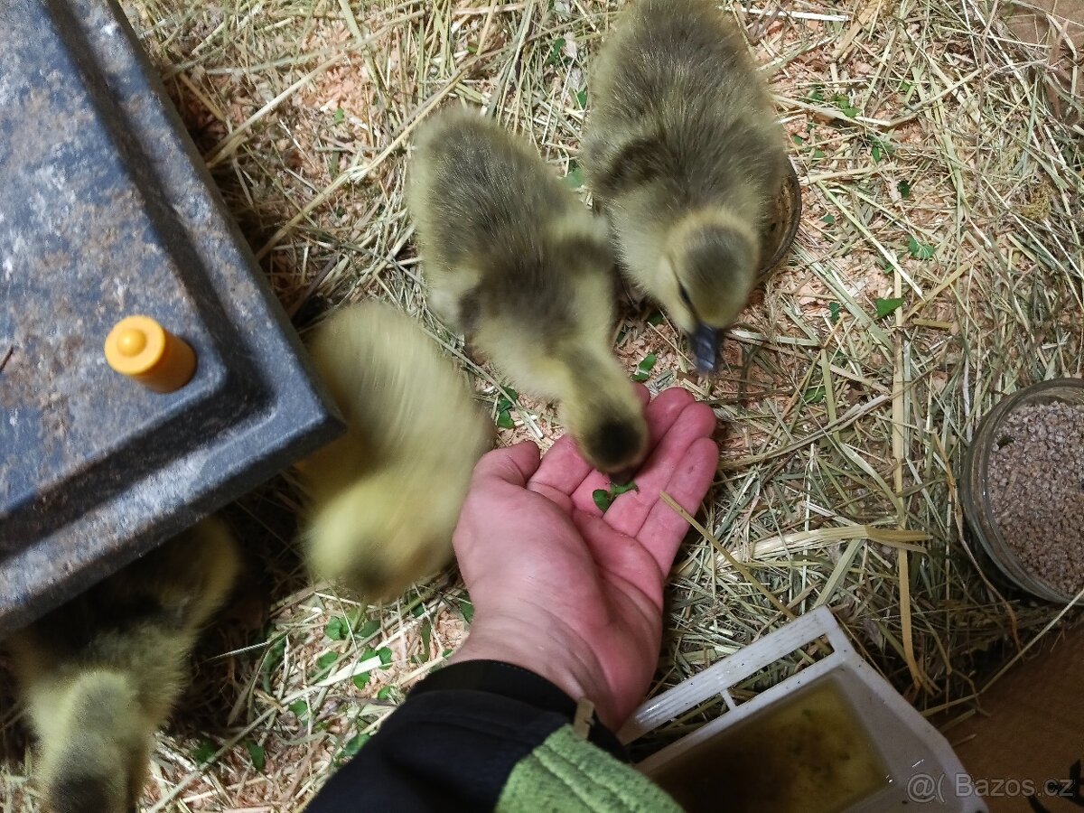 Prodám housata - 3