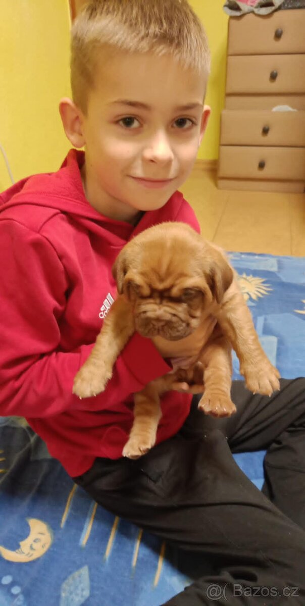 Bordeauxská doga, štěňata - 3