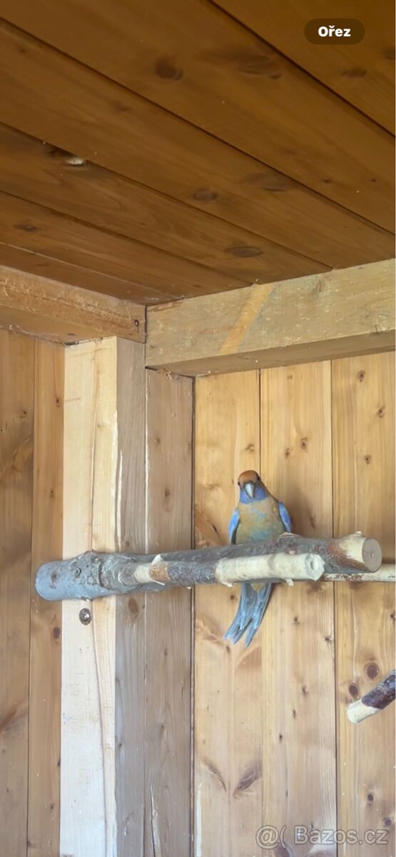 Rosela penant samice rok 2025 - 3