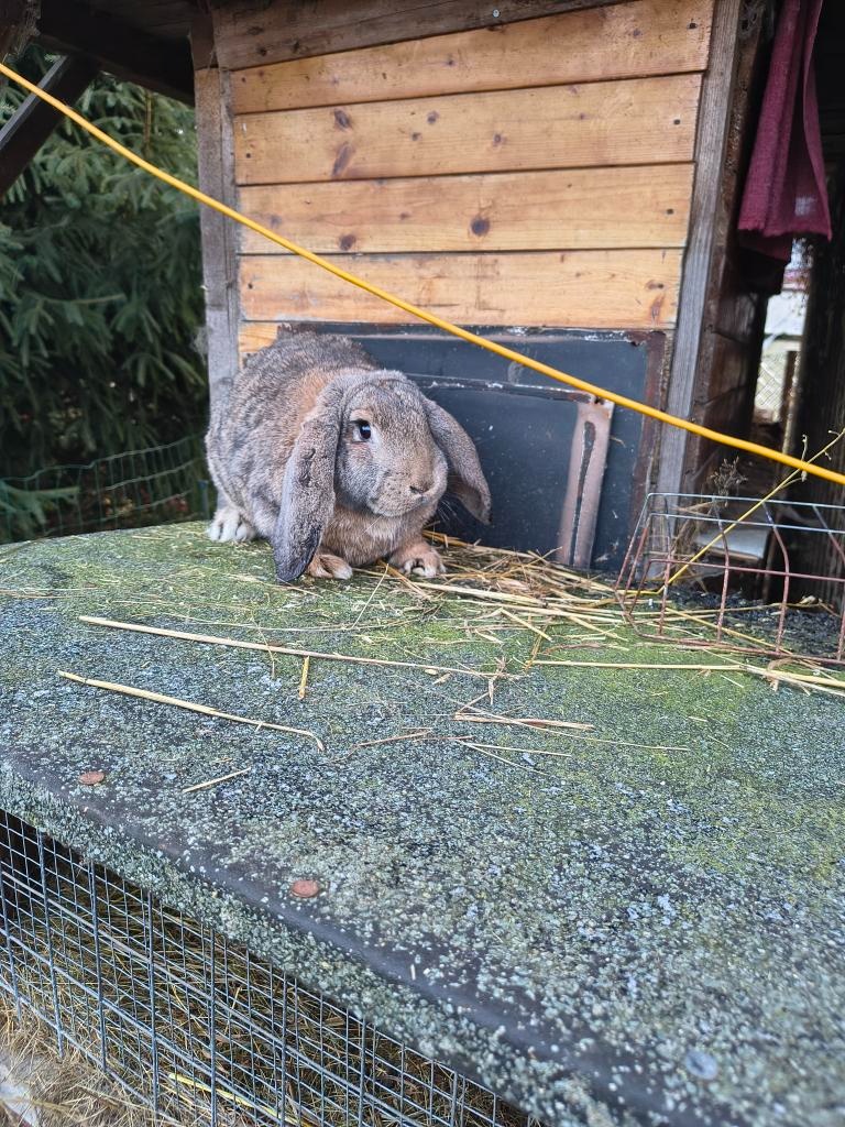 FRANCOUZSKÝ BERAN - 3