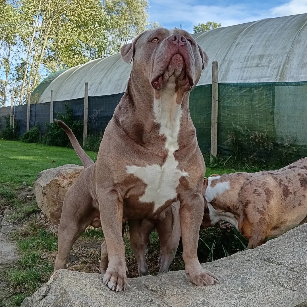 Krycí pes American bully XL / XXL - 3