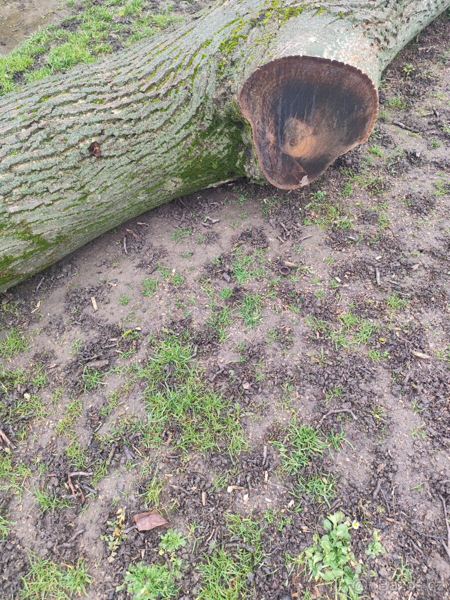 Prodám kmen ořechu - 3
