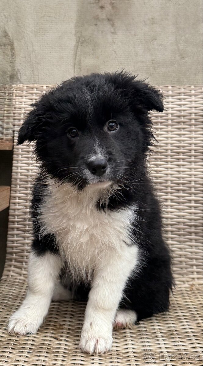 Border Kolie s PP - 3