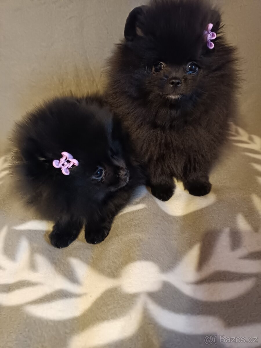 Pomeranian vč PP - 3