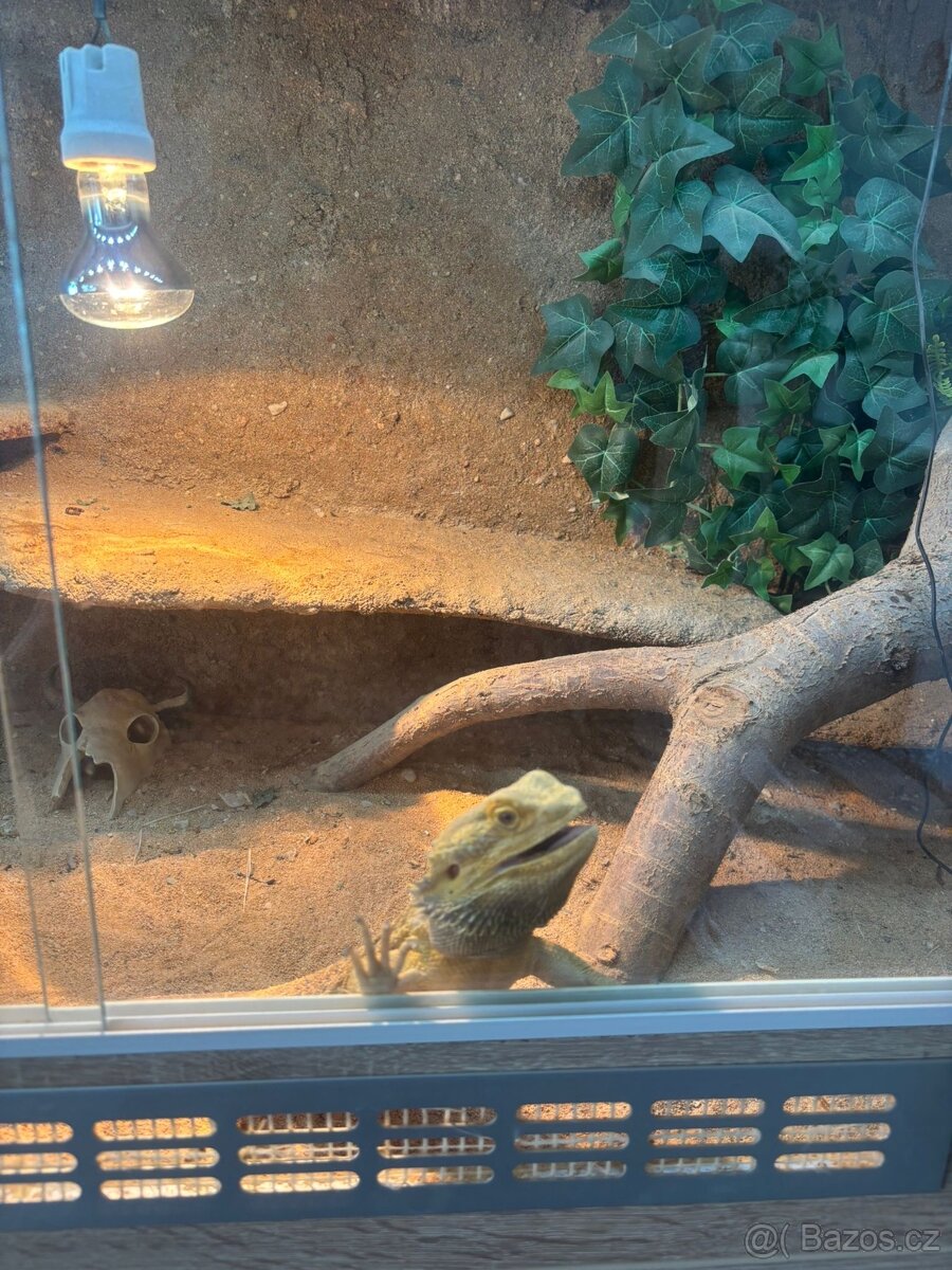 Samec Agama i s teráriem - 3